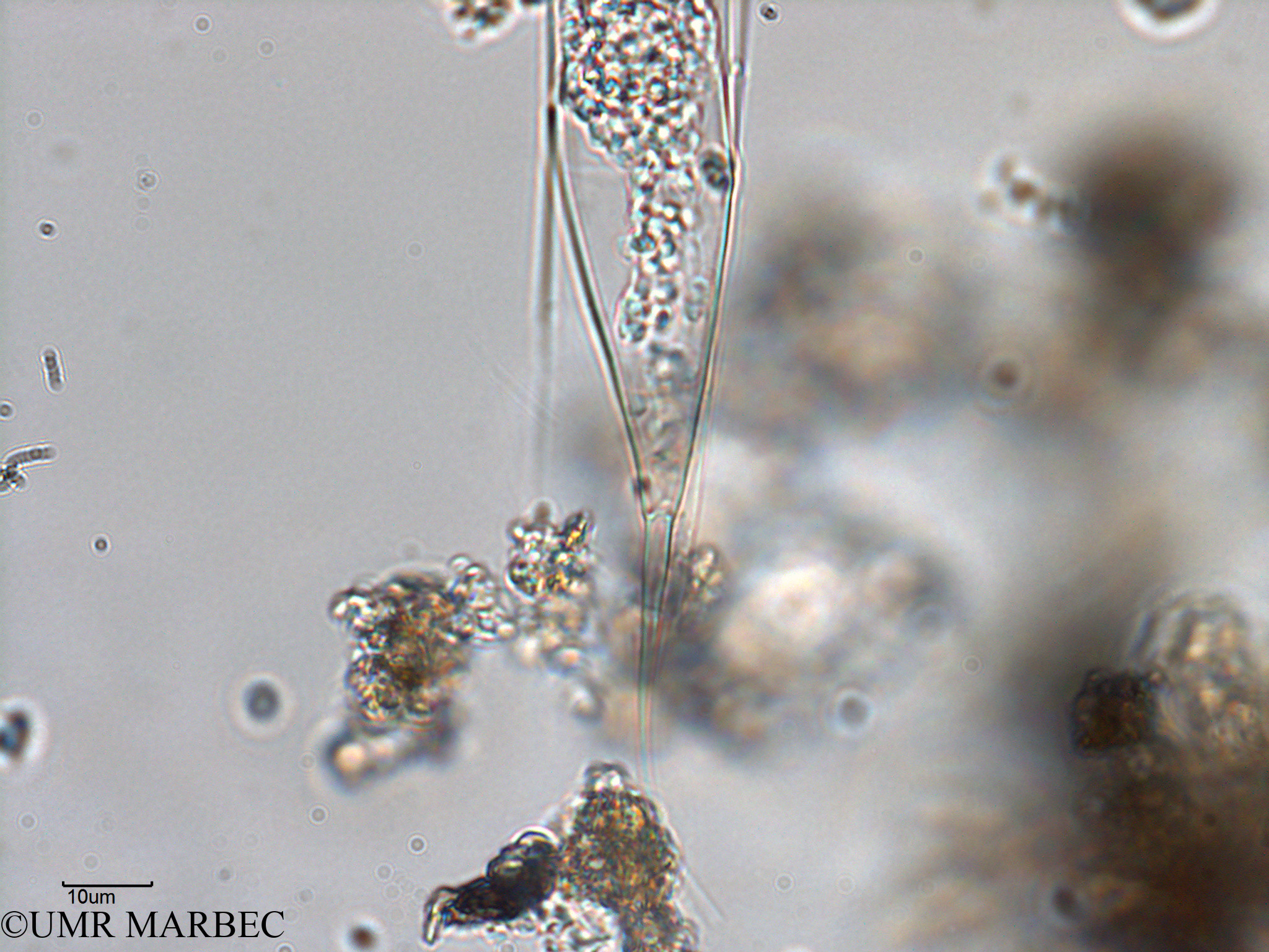 phyto/Bizerte/bizerte_bay/RISCO February 2015/Pseudosolenia calcar-avis (ancien Baie_T5-C2-Rhizosolenia-4).tif(copy).jpg